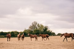 horses-wedding-49