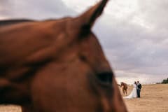 horses-wedding-52