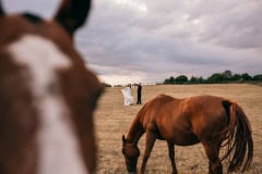 horses-wedding-53